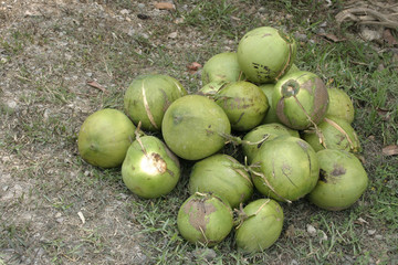 Coconuts