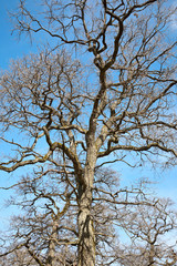 Tree from below