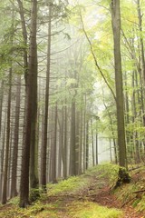 Path in misty autumn forest