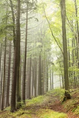 Fototapeten Weg im nebligen Herbstwald © Aniszewski