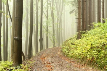 Fototapeten Waldweg zwischen Laub- und Nadelbäumen © Aniszewski