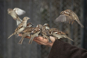 La main aux moineaux