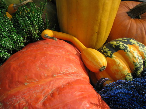 citrouille