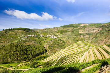 vineyars in Douro Valley, Portugal