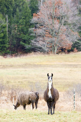 alpacas, Maine, USA