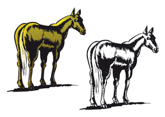 Horse illustration