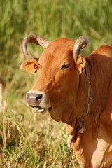 Portrait d'une vache