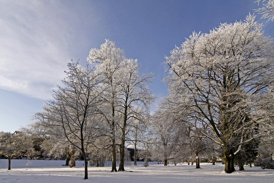 Bäume im Winter, Kurpark, Bad Rothenfelde, Lower Saxony, Germany