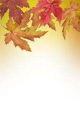 Fototapeta premium Autumn Leaves for background