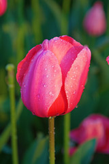 Fototapeta premium Tulip flower
