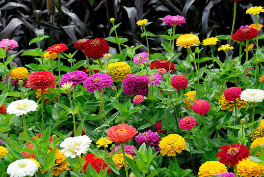 Zinnien
