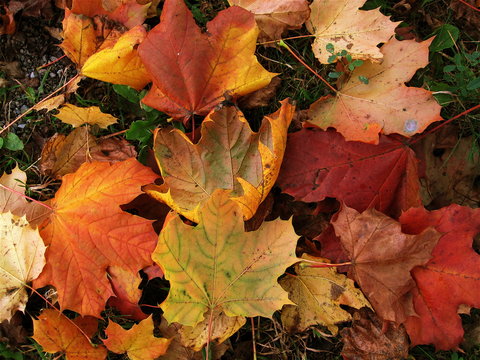 Herbstbl&auml;tter