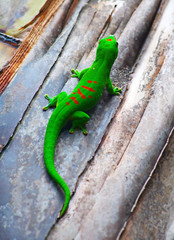 Green gecko