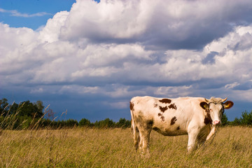 cow