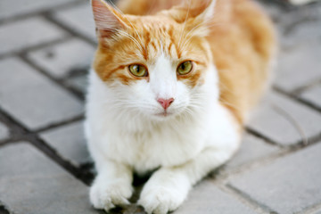cute cat