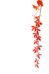 Wilder Wein im Herbst
