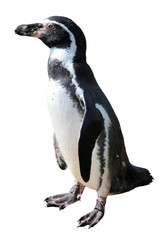 Obraz premium Spheniscus humboldti penguin