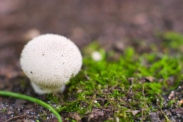mushroom