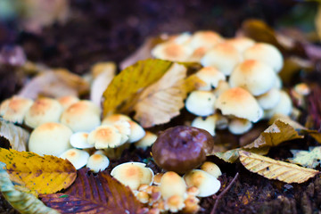 mushroom