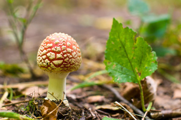 mushroom