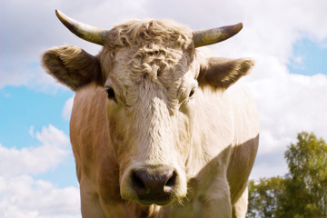 cow