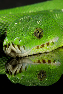 Snake Schlange