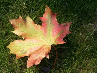 Autumn maple leafe on grass