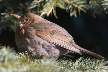 common blackbird