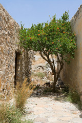 Fototapeta na wymiar Flowering green tree growing on narrow street between stone wall
