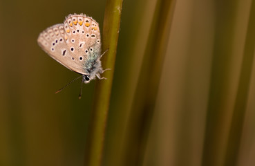 common blue butterfly on dandelion