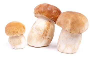 Three boletus edulis