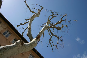 Sycamore Tree