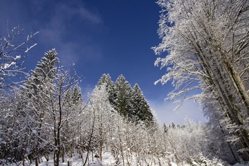 Traumwinter bei Oberstdorf