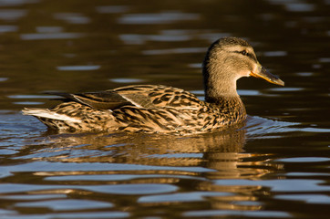 duck in water of lake
