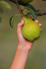 Hand catch a green pear