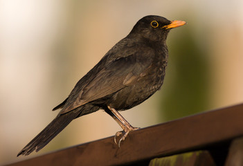 blackbird