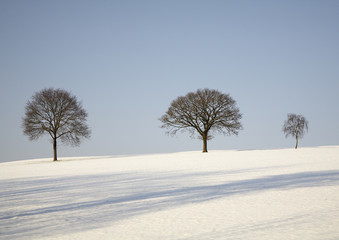 Fototapeta na wymiar Winter/Bäume