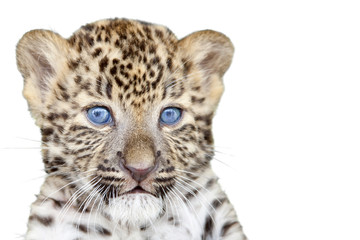 Naklejka premium Leopard cub