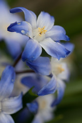 Floral background of blue and white spring flowers close up