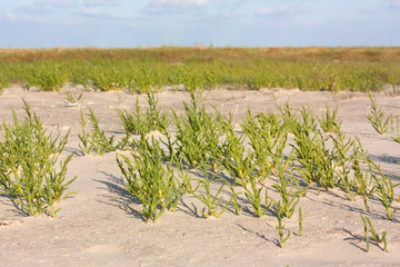 Obraz premium Queller (Salicornia europaea agg., Glasswort) an der Nordsee