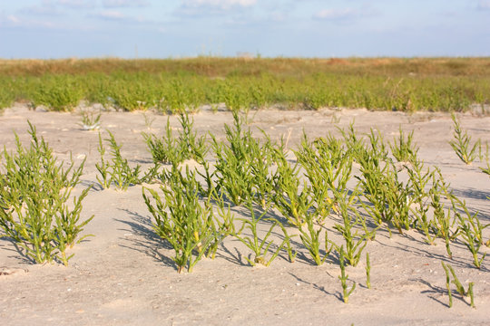 Queller (Salicornia europaea agg., Glasswort) an der Nordsee