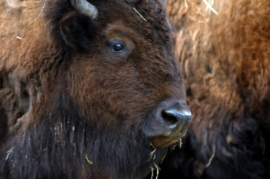 Buffalo Face