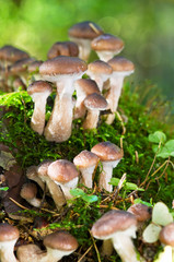 agaric honey mushrooms in forest