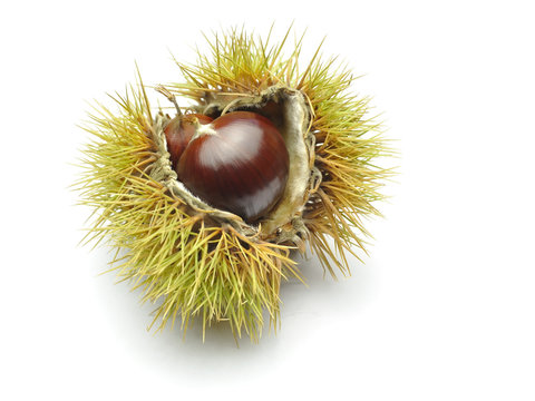 Chata&icirc;gne dans son bogue