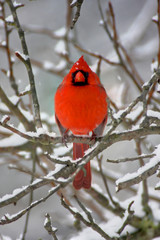Cardinal In Snow
