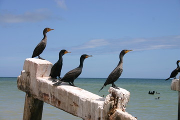 Cormorant Birds