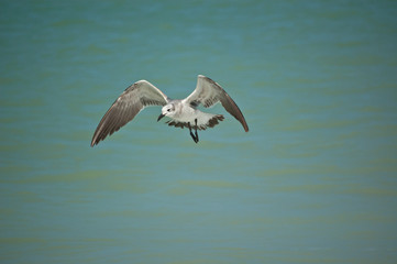 Fototapeta na wymiar Juvenile Laughing Gull in Flight