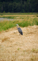 Great blue heron