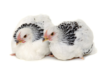 Two chickens