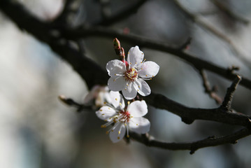Couple of flowers